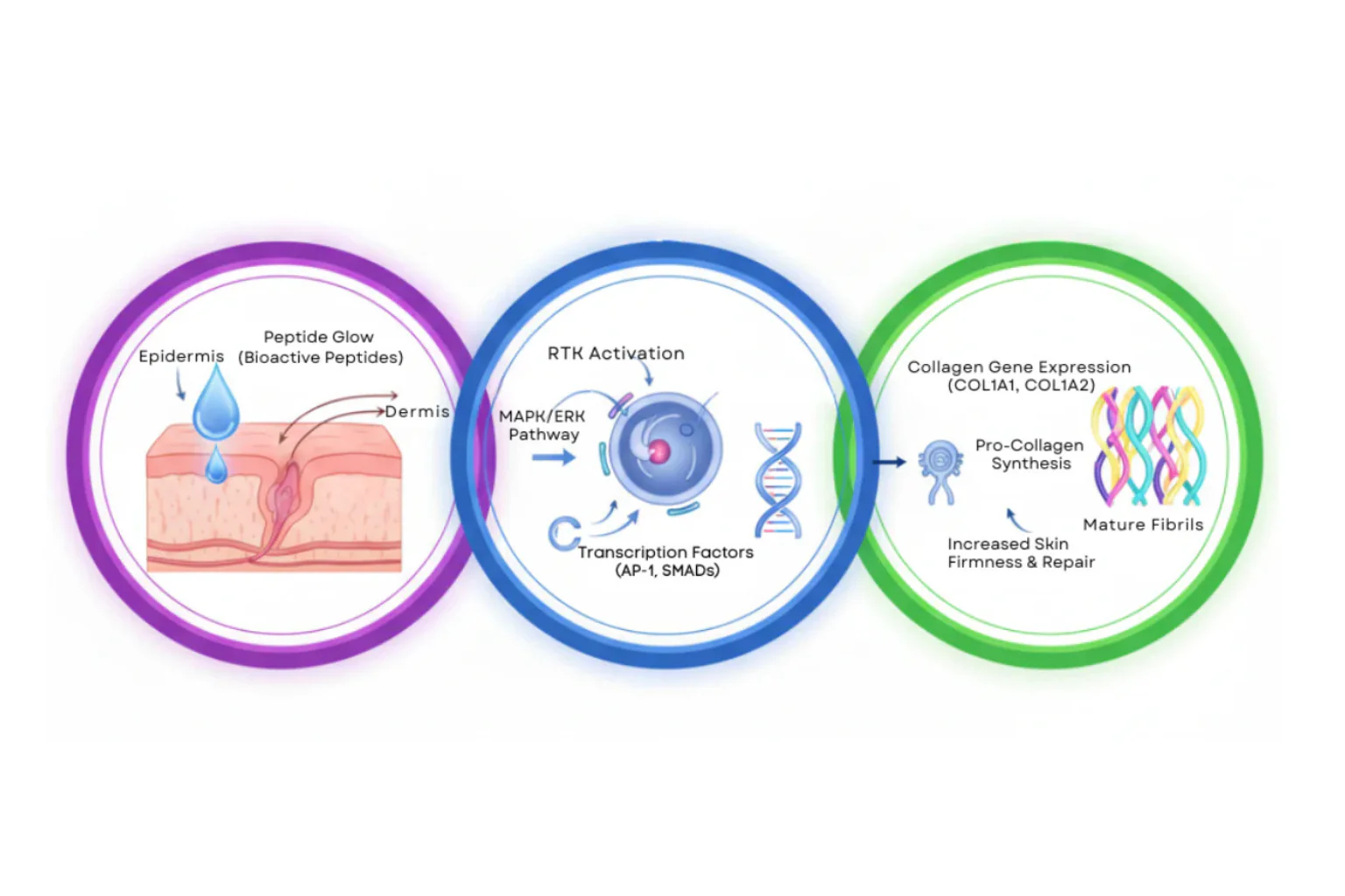 From Skin to Tendon to Gut — Versatile Regenerative Research